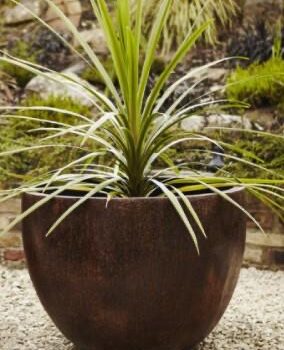 Palm Wood - Jambang Decorative Vase