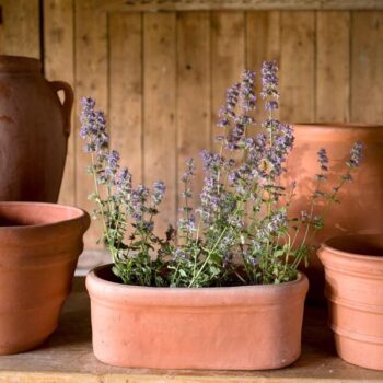 Terracotta Oval Rectangular Trough