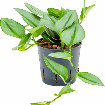 Philodendron 'Metal Green' Hanging plant