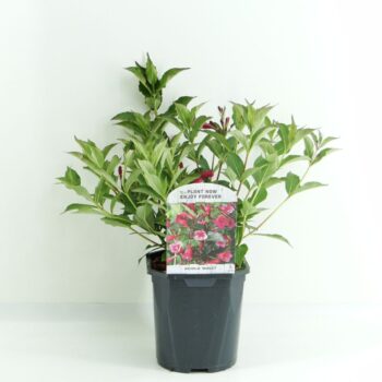 Weigela Minuet