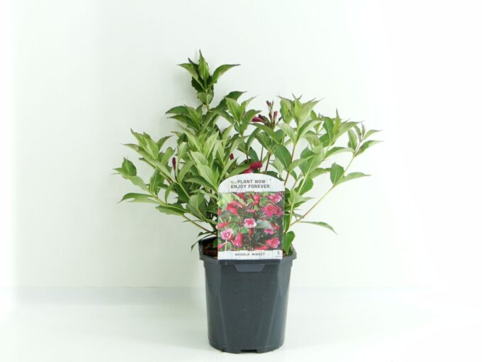 Weigela Minuet