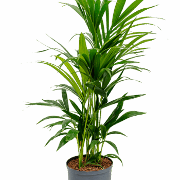 Kentia (Howea) forsteriana Tuft