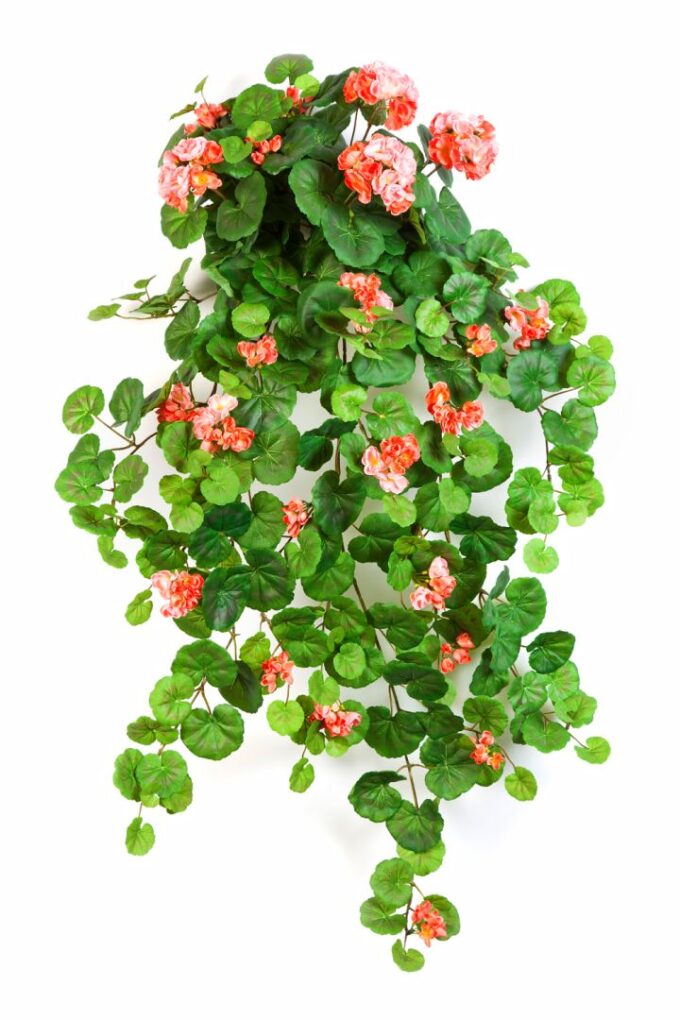Geranium hanging bush x 12