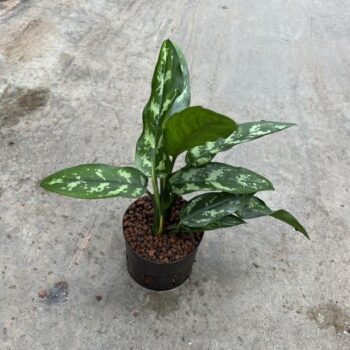 Aglaonema Maria