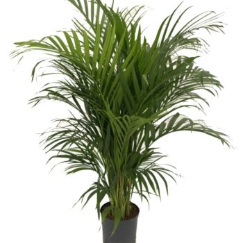 Dypsis Lutescens
