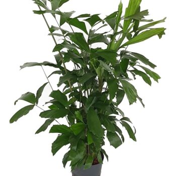 Caryota Mitis