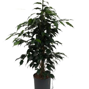 Ficus Danielle