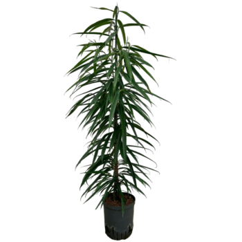 Ficus Alii