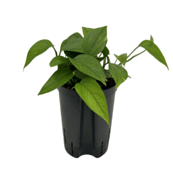 Epipremnum Aureum