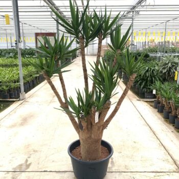 Yucca Elephantipes