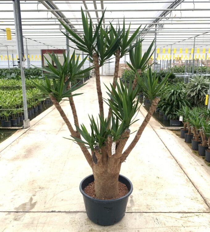 Yucca Elephantipes