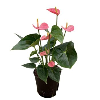 Anthurium Anquilla Roze