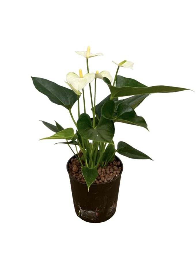 Anthurium White