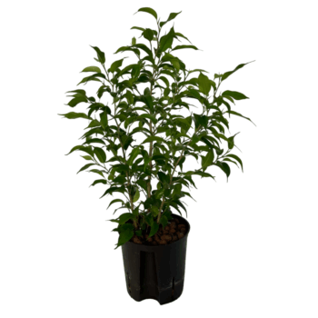 Ficus Natasja
