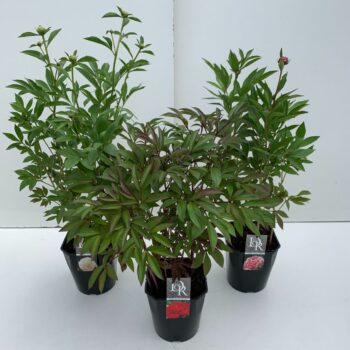 Paeonia mix