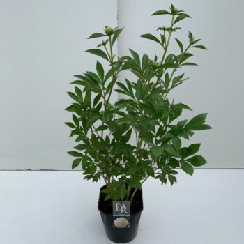 Paeonia Shirley Temple