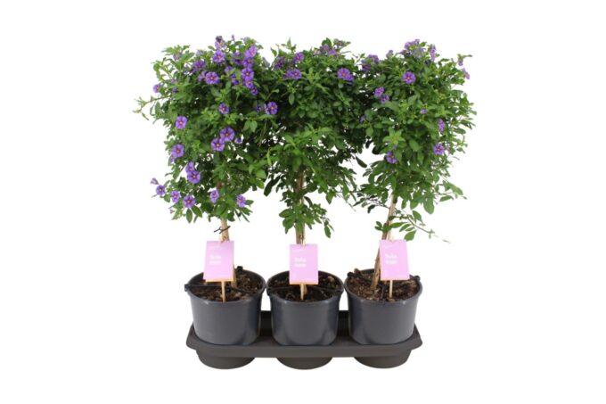 Solanum Rantonnetii stam