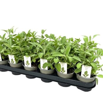 Salvia officinalis