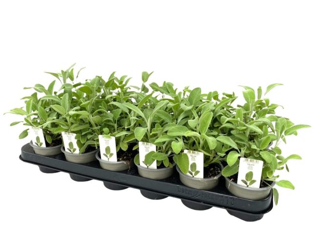 Salvia officinalis