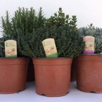 Thymus mix