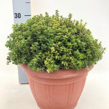 Thymus aureus