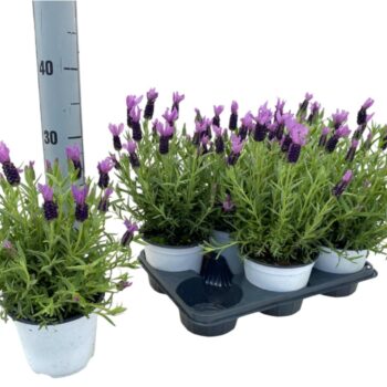 Lavandula stoechas