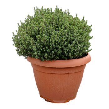 Thymus Faustini
