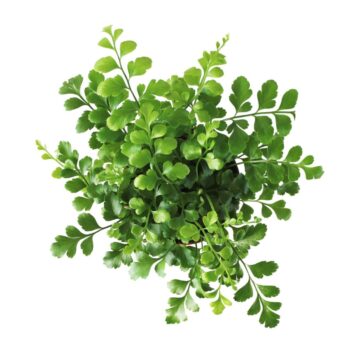 Asplenium Parvati