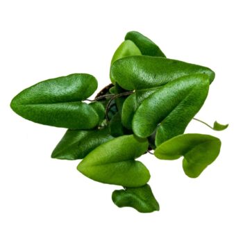 Hemionitis Arifolia