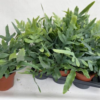 Phlebodium Blue Star