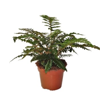 Polystichum Polyblepharum
