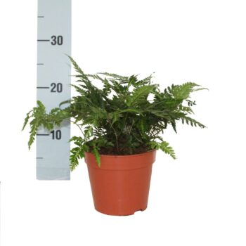 Rumohra Adiantiformis Variegata