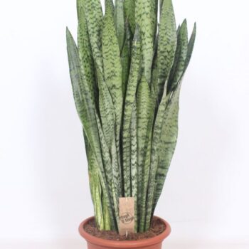 Sansevieria zeylanica