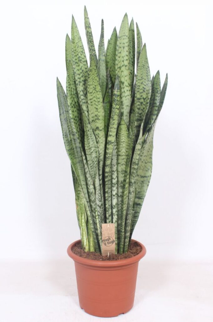 Sansevieria zeylanica