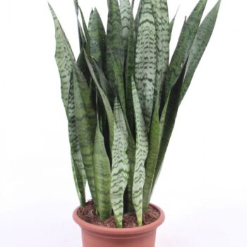 Sansevieria Zeylanica