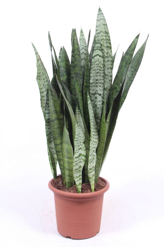 Sansevieria Zeylanica