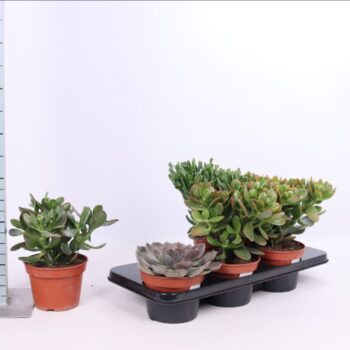 Succulenten mix