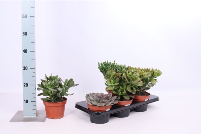 Succulenten mix