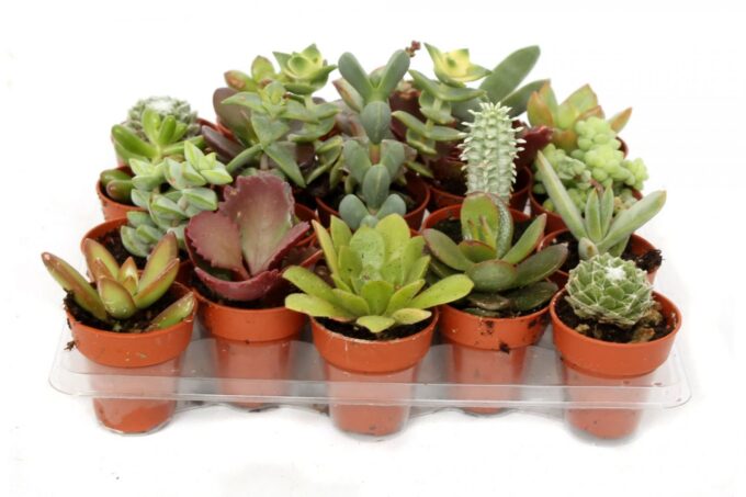 Succulenten mix