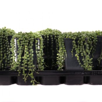 Senecio rowleyanus