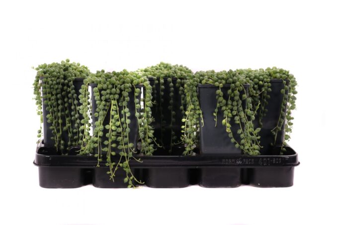 Senecio rowleyanus