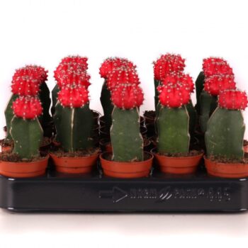 Cactus geent red