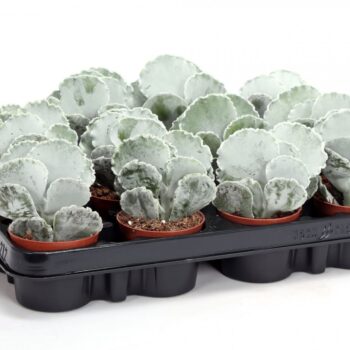 Cotyledon undulata