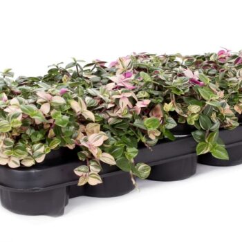 Tradescantia rosa