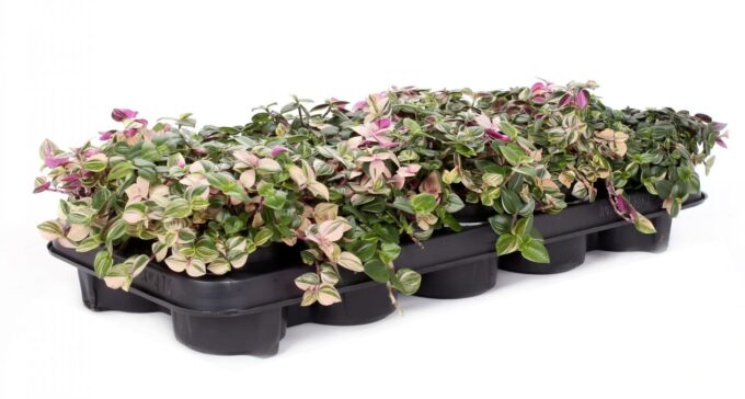 Tradescantia rosa