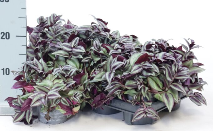 Tradescantia pink joy