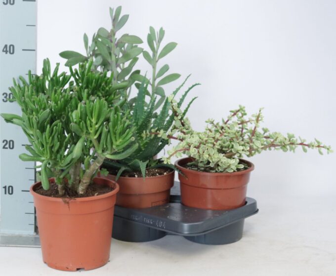 Succulenten mix