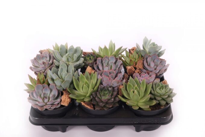 Succulenten trio
