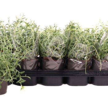 Senecio peregrinus