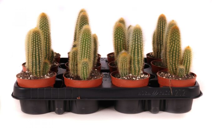Weberbauerocereus johnstonii